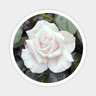 White Rose in Spring Magnet